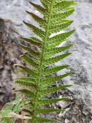 Phegopteris decursive-pinnata
