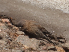 Leucosticte australis