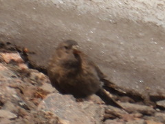 Leucosticte australis