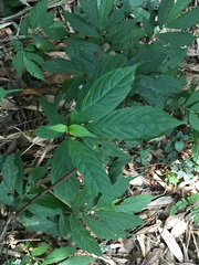 Clerodendrum cyrtophyllum