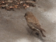 Leucosticte australis