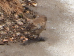 Leucosticte australis