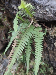 Phegopteris decursive-pinnata