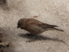 Leucosticte australis