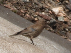 Leucosticte australis