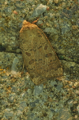 Abagrotis alternata