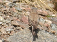 Leucosticte australis