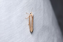 Catoryctis subparallela