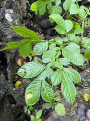 Amorphophallus paeoniifolius