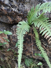 Phegopteris decursive-pinnata