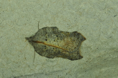 Acleris effractana