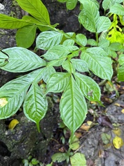 Amorphophallus paeoniifolius