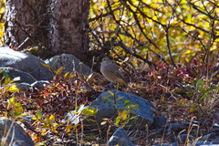 Phoenicurus erythrogastrus