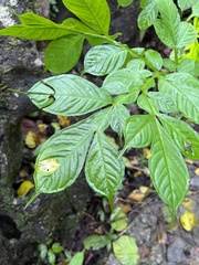 Amorphophallus paeoniifolius