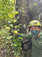 Cleidion spiciflorum