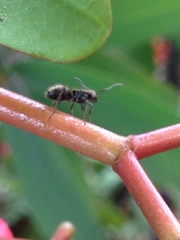 Dolichoderus bispinosus