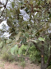 Quercus ilex