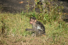 Macaca radiata
