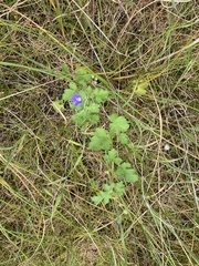 Erodium crinitum