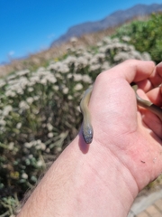 Lycodonomorphus inornatus