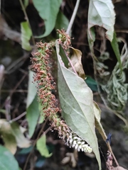 Veronicastrum robustum
