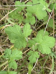 Erodium crinitum