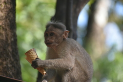 Macaca radiata