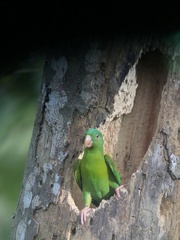 Brotogeris jugularis