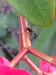 Dolichoderus bispinosus