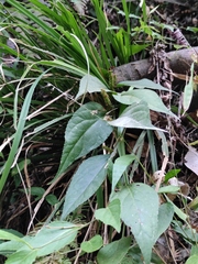 Veronicastrum robustum