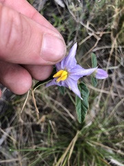Solanum stelligerum