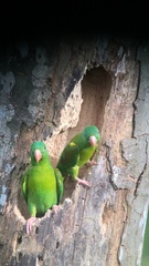 Brotogeris jugularis