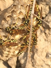 Polistes mongolicus