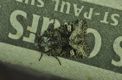 Lacinipolia olivacea