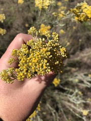 Ozothamnus obcordatus