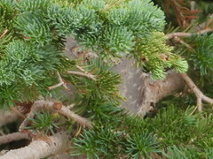 Abies lasiocarpa
