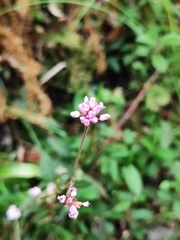 Persicaria hastatosagittata