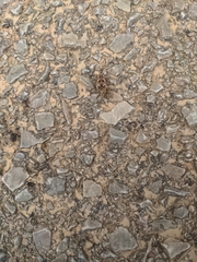 Curculionoidea