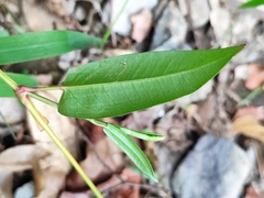 Persicaria hastatosagittata
