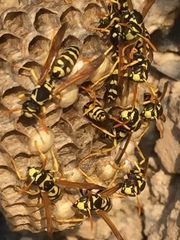 Polistes mongolicus