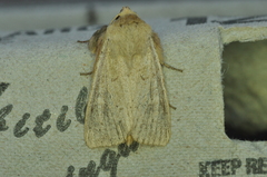 Leucania pseudargyria