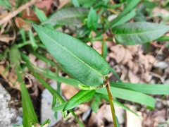 Persicaria hastatosagittata