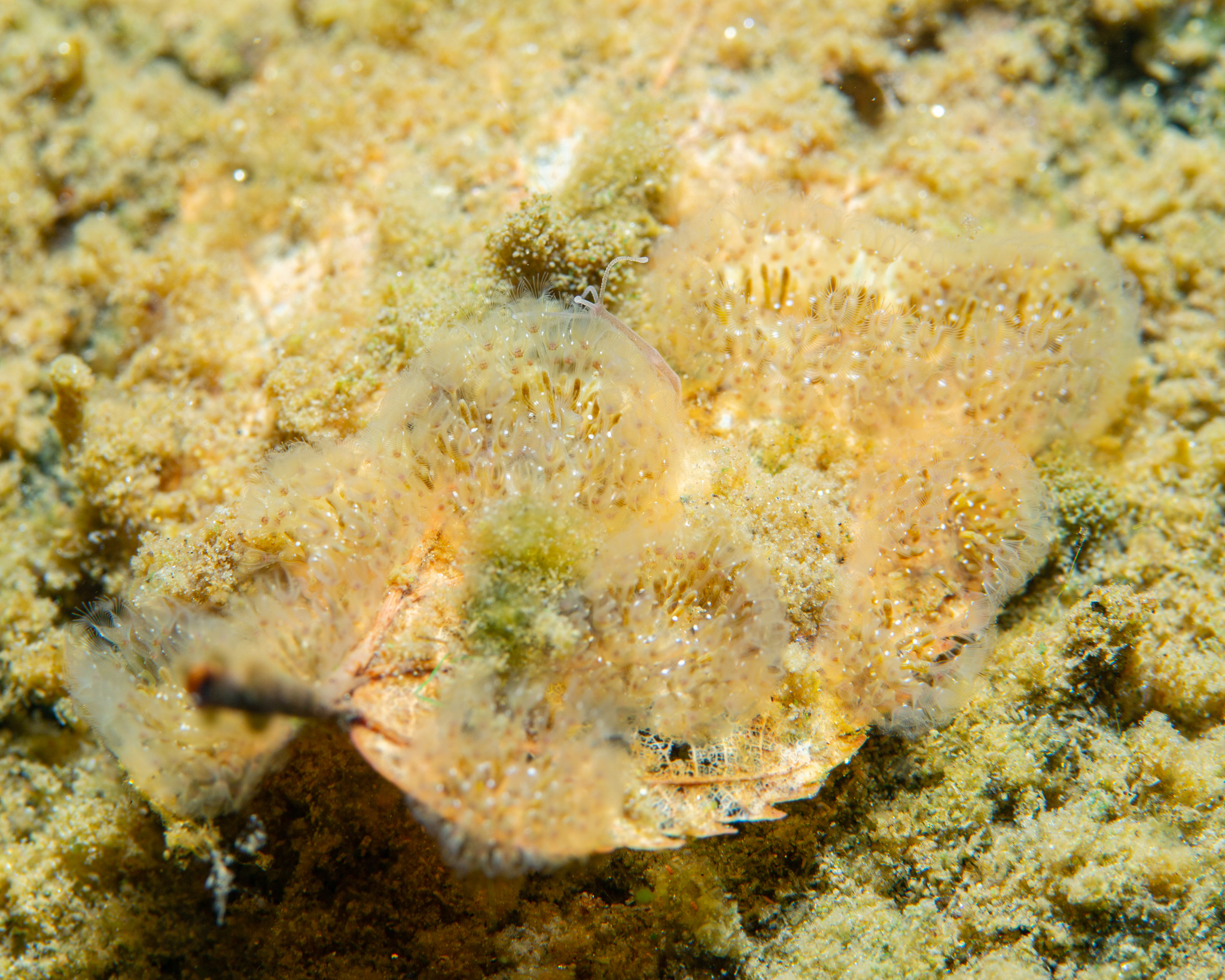 Cristatella mucedo Cuvier, 1798
