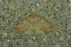 Zanclognatha laevigata