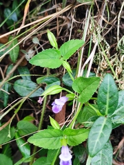Torenia asiatica