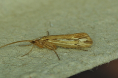 Limnephilus ornatus