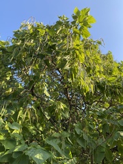Catalpa