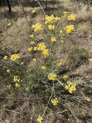 Ozothamnus obcordatus