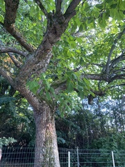 Catalpa