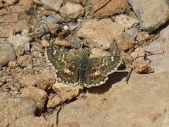 Muschampia proto